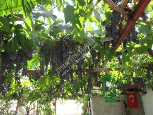 Kuş Üzümü asmada taze hali 